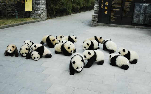 新生大熊猫-2008